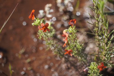 Jamesbrittenia aurantiaca, photographed by Matthew Fainman