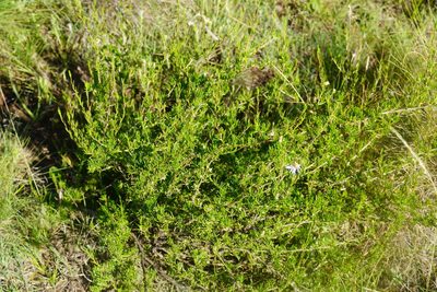 Felicia filifolia, photographed by Matthew Fainman