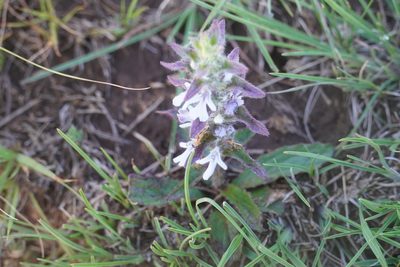 Ajuga ophrydis, photographed by Matthew Fainman