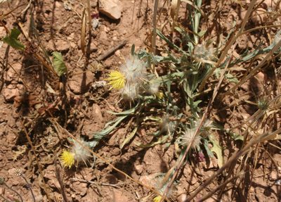 Centaurea eriophora, photographed by Oleg Kosterin