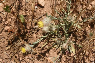 Centaurea eriophora, photographed by Oleg Kosterin