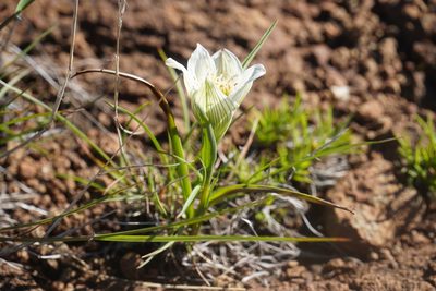 Colchicum striatum, photographed by Matthew Fainman