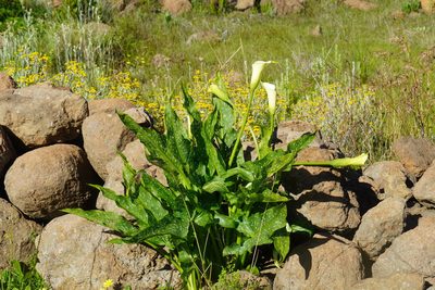 Zantedeschia albomaculata, photographed by Matthew Fainman