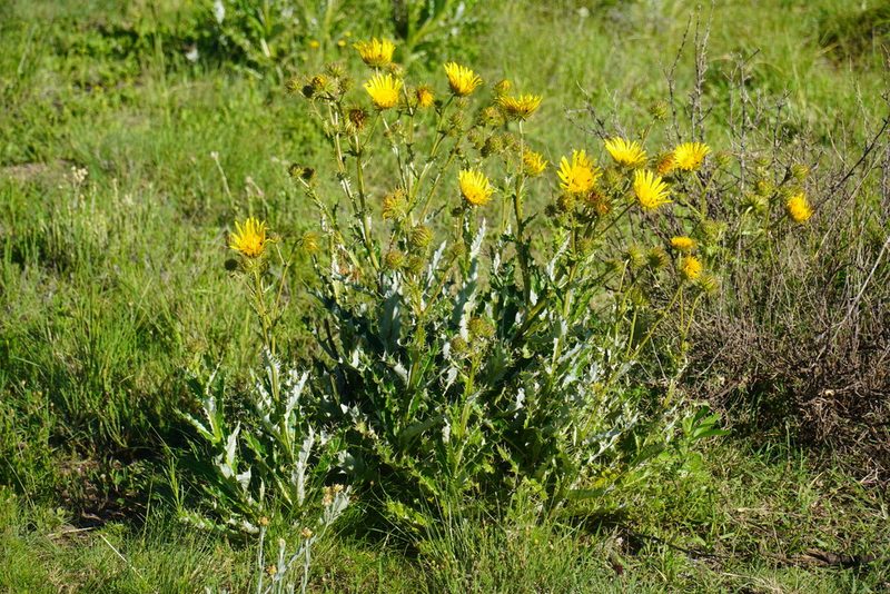 Berkheya discolor, photographed by Matthew Fainman