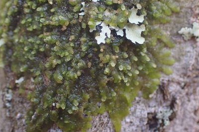 Cheilolejeunea conchifolia, photographed by John Kees