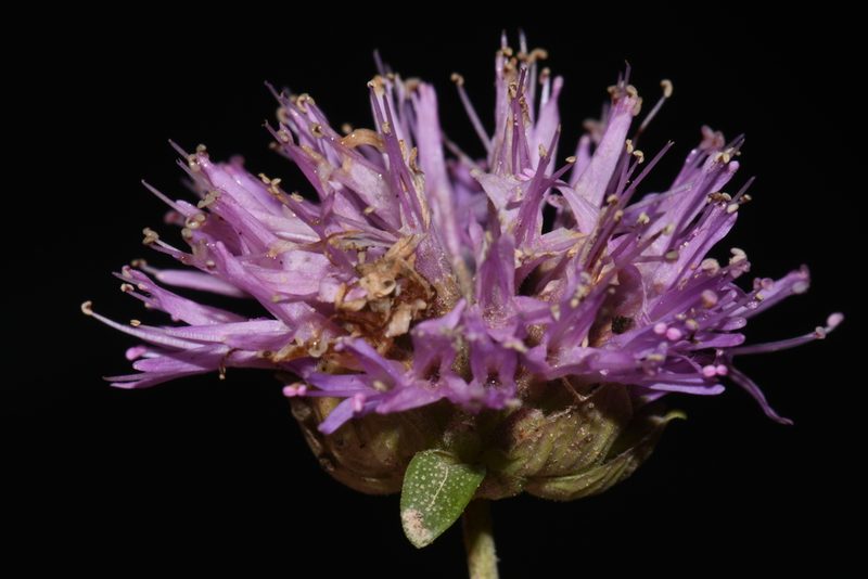 Monardella odoratissima, photographed by Brian Finzel