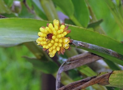 Aechmea calyculata, photographed by Hugo Hulsberg