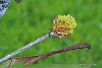 Aechmea calyculata, photographed by Hugo Hulsberg