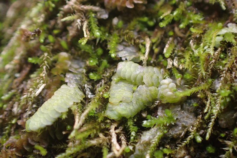 Cheilolejeunea clypeata, photographed by John Kees