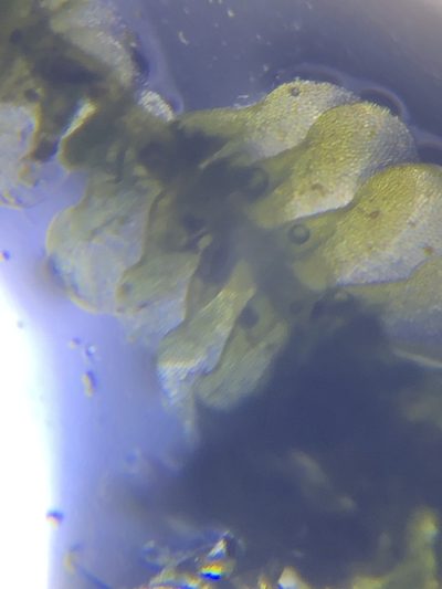 Cheilolejeunea clypeata, photographed by John Kees