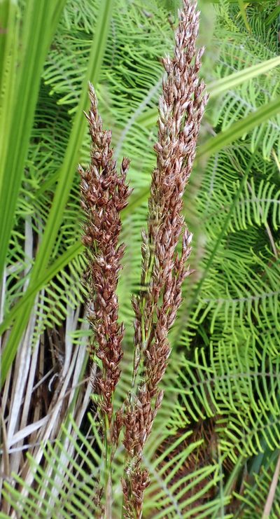 Machaerina teretifolia, photographed by Peter de Lange