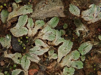 Exormotheca pustulosa, photographed by Christian Berg