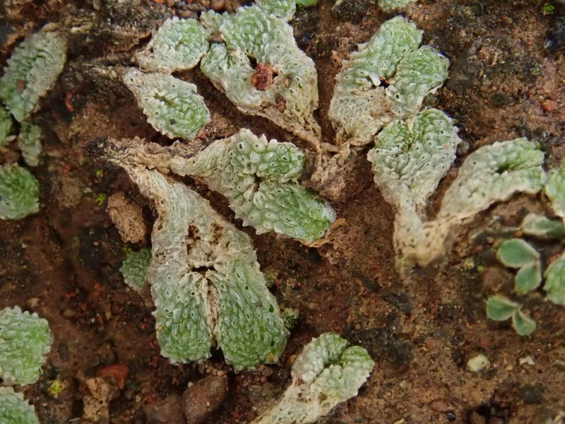 Exormotheca pustulosa, photographed by Christian Berg