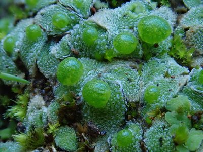 Exormotheca pustulosa, photographed by Christian Berg