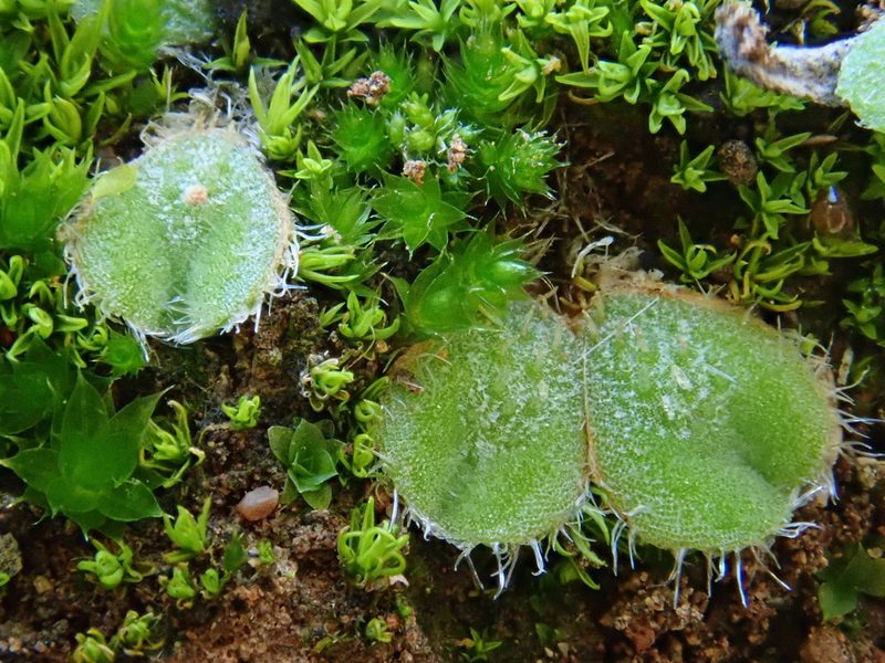 Riccia gougetiana, photographed by Christian Berg