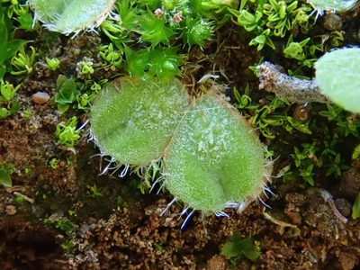 Riccia gougetiana, photographed by Christian Berg