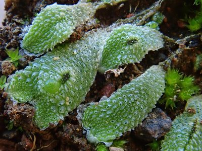 Exormotheca pustulosa, photographed by Christian Berg