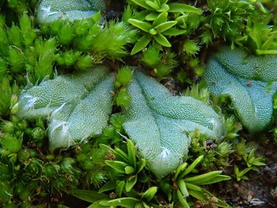 Oxymitra incrassata, photographed by Christian Berg