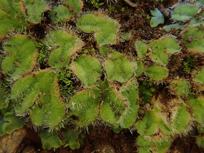 Riccia gougetiana, photographed by Christian Berg
