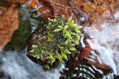 Brachythecium rivulare, photographed by Quinten Wiegersma