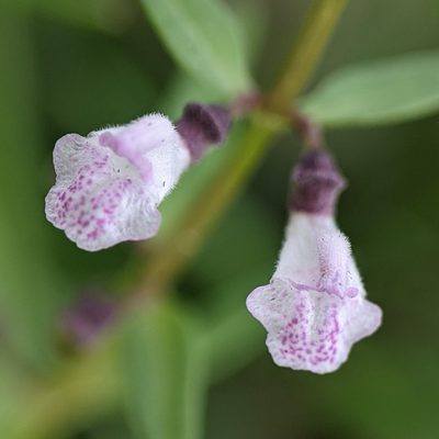 Scutellaria racemosa, photographed by cgmayers