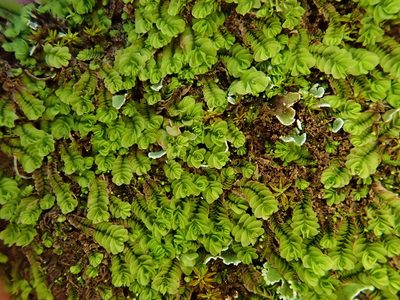 Gongylanthus ericetorum, photographed by Christian Berg
