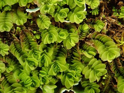 Gongylanthus ericetorum, photographed by Christian Berg