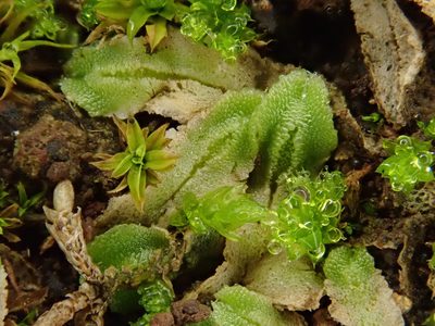 Corsinia coriandrina, photographed by Christian Berg