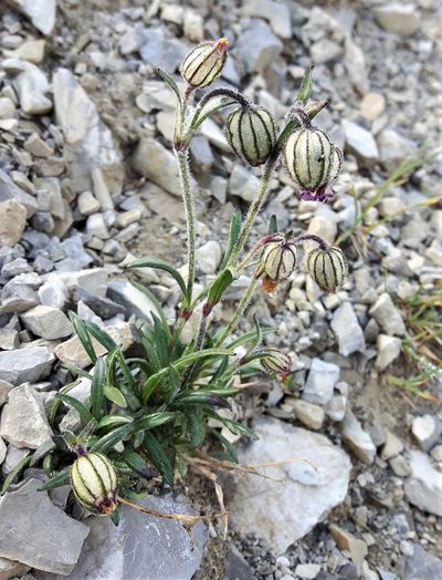 Silene uralensis, photographed by Peter L Achuff