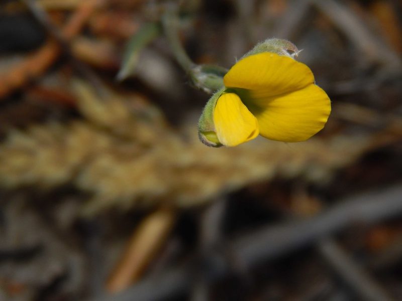 Argyrolobium velutinum, photographed by melda