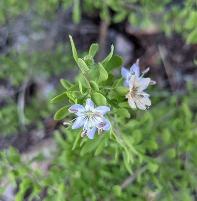 Lycium tenuispinosum, photographed by mgentile