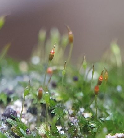 Fissidens exilis, photographed by Jonathan Hughes