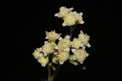Parthenium incanum, photographed by Brian Finzel