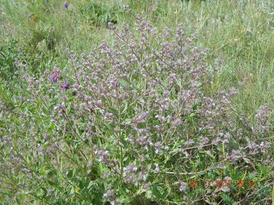 Nepeta heliotropifolia, photographed by Galyna Mykytynets