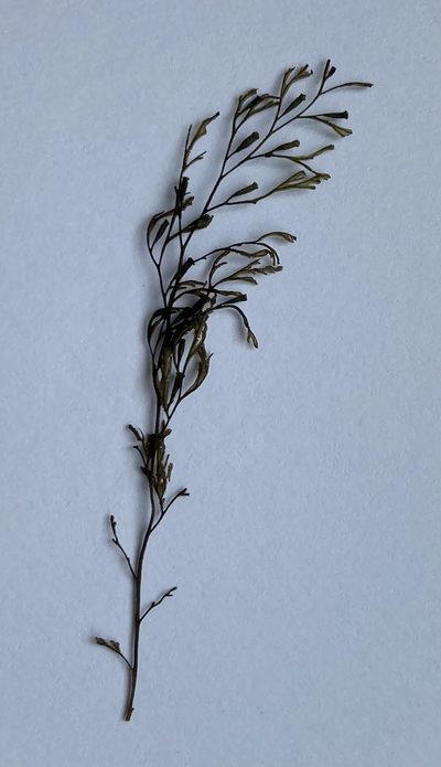 Polyphlebium colensoi, photographed by Sarah Richardson