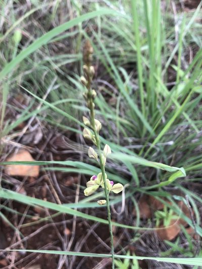 Polygala leendertziae, photographed by Tam