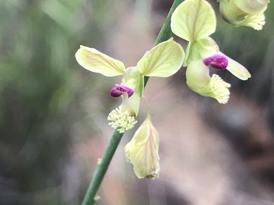 Polygala leendertziae, photographed by Tam