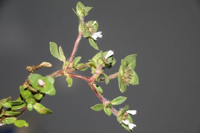 Richardia scabra, photographed by Andrés Ramírez-Barrera