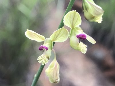 Polygala leendertziae, photographed by Tam