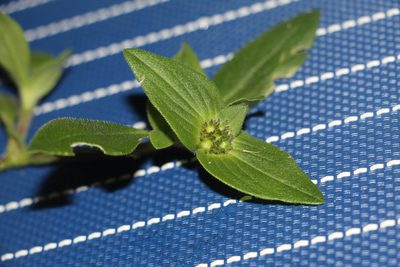 Richardia scabra, photographed by Andrés Ramírez-Barrera