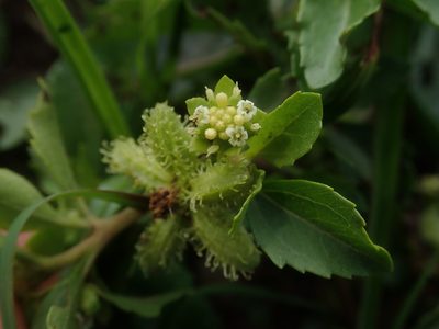 Acanthospermum australe, photographed by Jimmy Whatmore