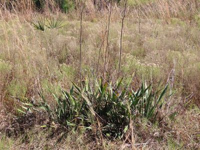 Yucca filamentosa, photographed by geosesarma