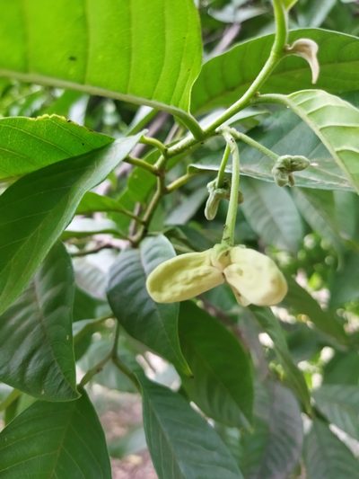 Annona mucosa, photographed by Fede y Vani