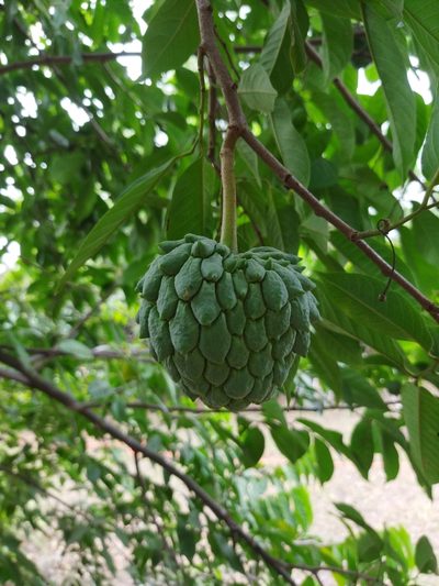 Annona mucosa, photographed by Fede y Vani