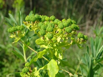 Euphorbia palustris, photographed by Grzegorz Grzejszczak