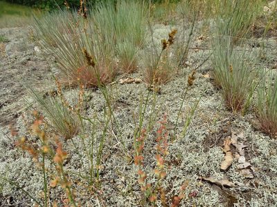 Carex colchica, photographed by Grzegorz Grzejszczak