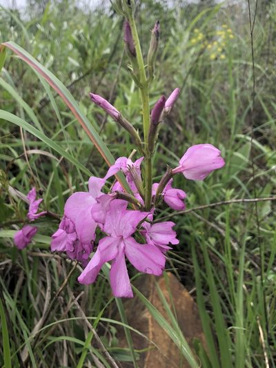 Cycnium racemosum, photographed by Tam