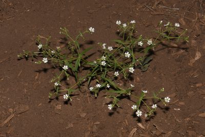 Torreyostellaria jamesiana, photographed by Brian Finzel