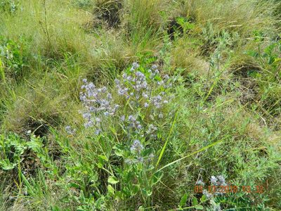 Nepeta heliotropifolia, photographed by Galyna Mykytynets
