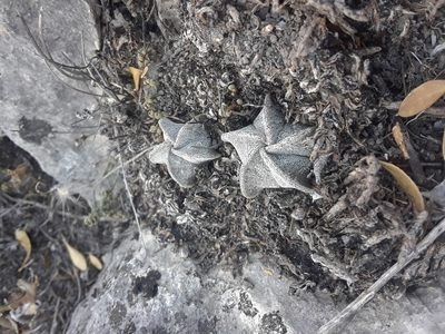Astrophytum myriostigma, photographed by Alejandro Gómez Maya
